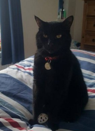 to choose a not so gorgeous cat?