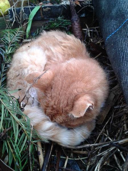 To ask what to do with the cat?