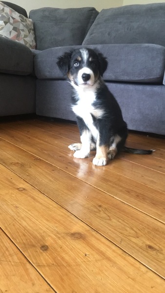 Do you want to share pics of your dog(s)?