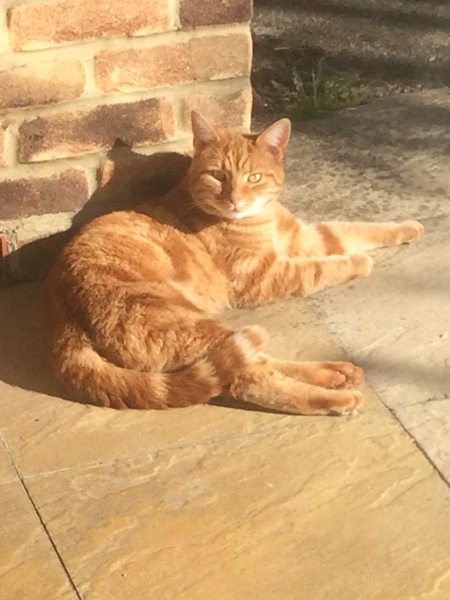 To ask what to do with the cat?