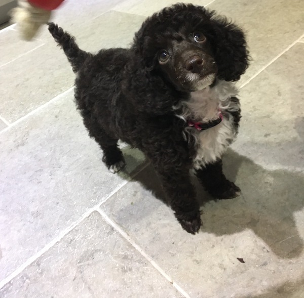 Do you want to share pics of your dog(s)?