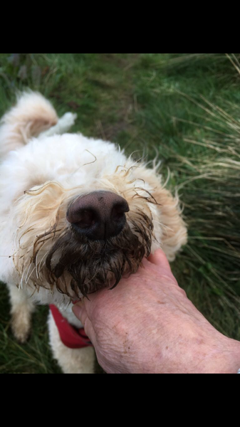 What's the most disgusting thing your dog has done?