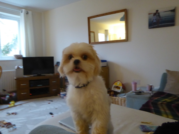 Shih Tzu rescue....