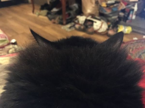 What's your DCat up to today? Episode 6, Return of the... Cats?