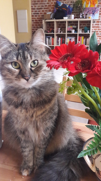Your rescue animal story