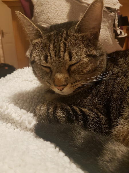 Cats still catting away part 5