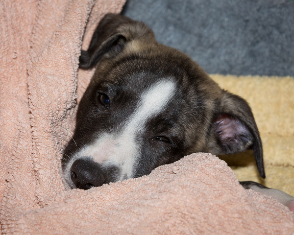 We got a whippet puppy(ish)