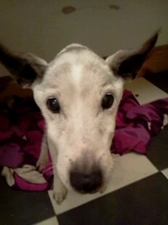 Your rescue animal story