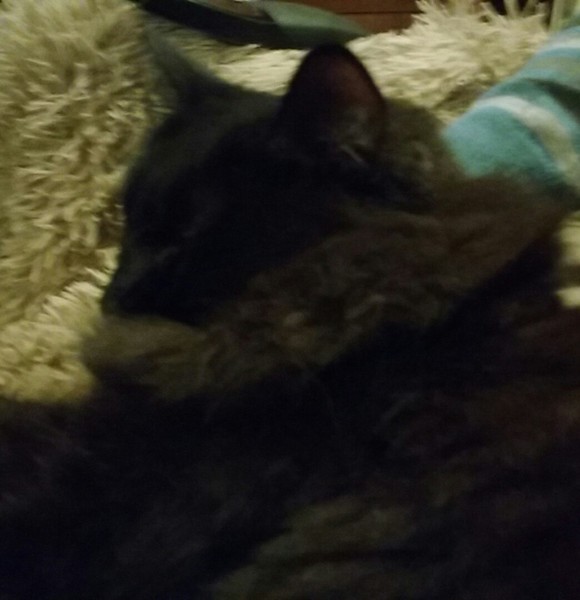 What's your DCat up to today? Episode 6, Return of the... Cats?