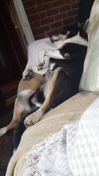 Dogs on sofas?