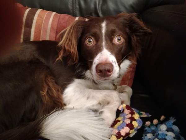 Do you want to share pics of your dog(s)?