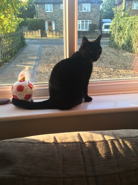 to choose a not so gorgeous cat?