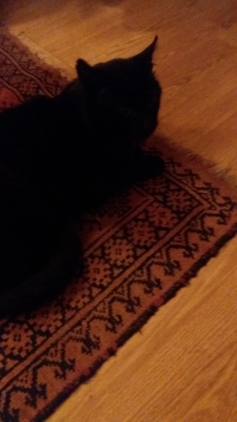 Intact stray Tom just followed DH and DD to and from the shop and is now on his third bowl of food