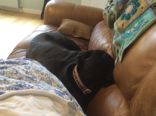 Dogs on sofas?