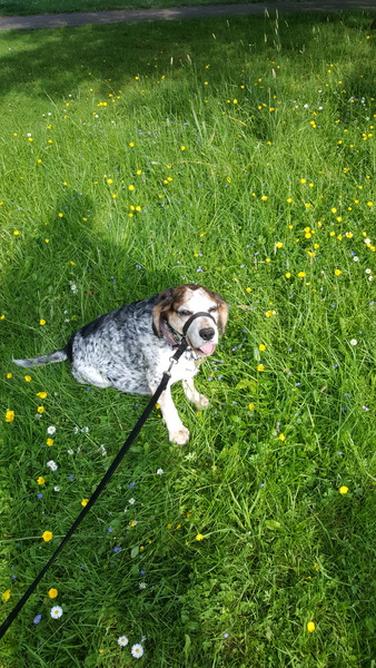to ask your top tips for getting rid of the smell when your dog rolls in something vile?