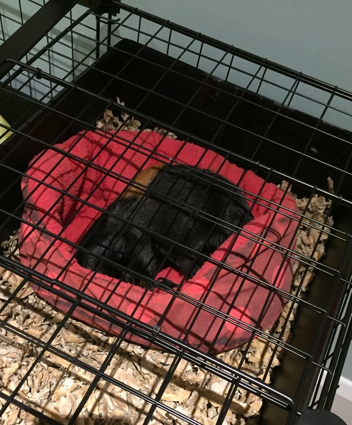 Stupidly excited about new guinea pig living arrangements....