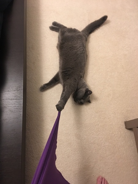 What's your DCat up to today? Episode 6, Return of the... Cats?