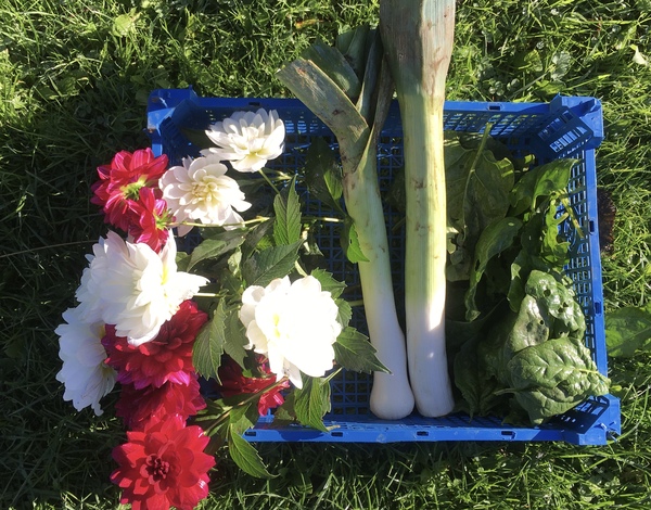 Allotment/Veg patch thread 11 'We bid  farewell to rainbow leaves but will keep plotting along'