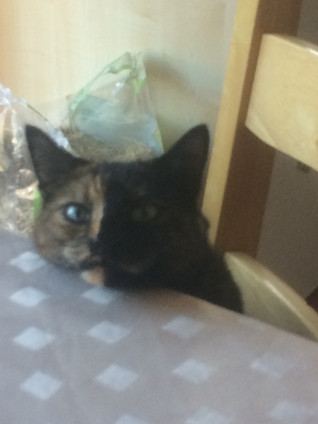 To ask what to do with the cat?