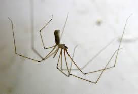 To ask how do I stop spiders crawling over my face?