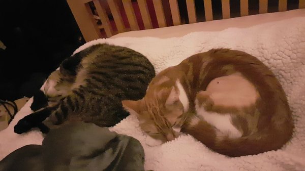 Cats still catting away part 5