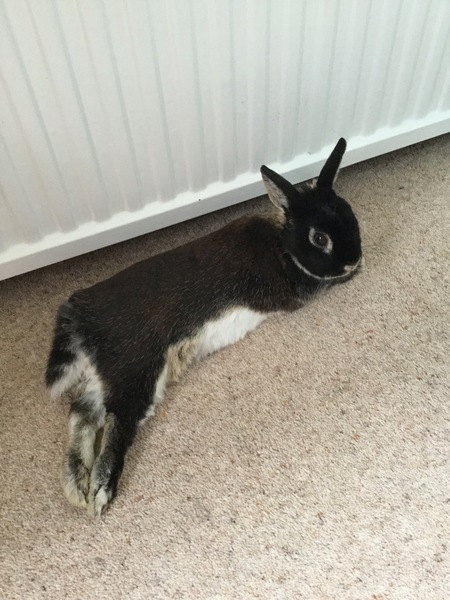 To have put the heat on today so the cats can cuddle up to the radiator??