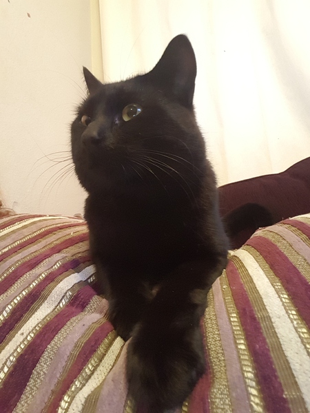 Your rescue animal story