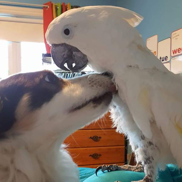 Your rescue animal story
