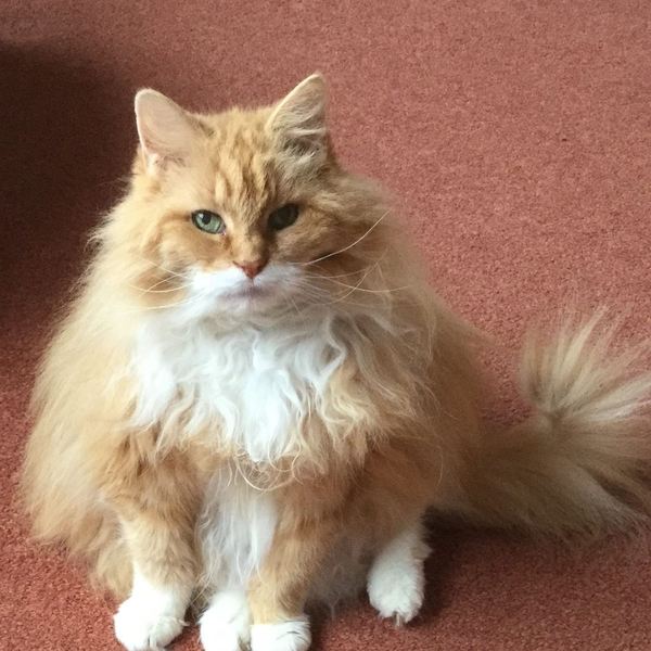 To ask what to do with the cat?