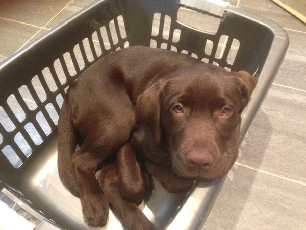 Do you want to share pics of your dog(s)?
