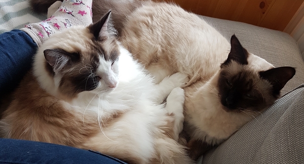 Can cats love you?