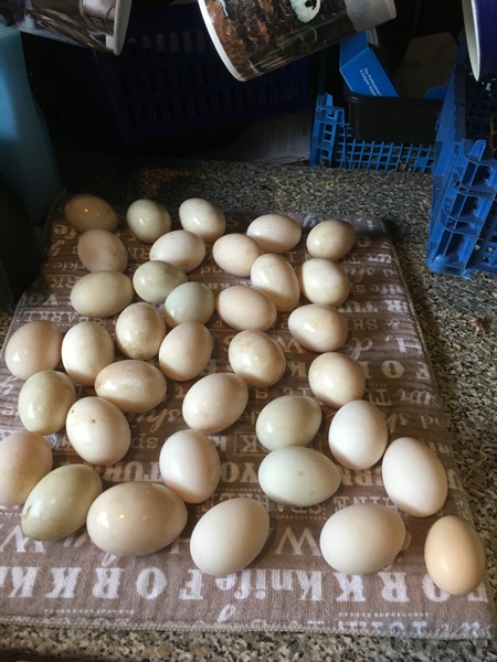 Continuing thread for week 1 Low Carb Bootcamp