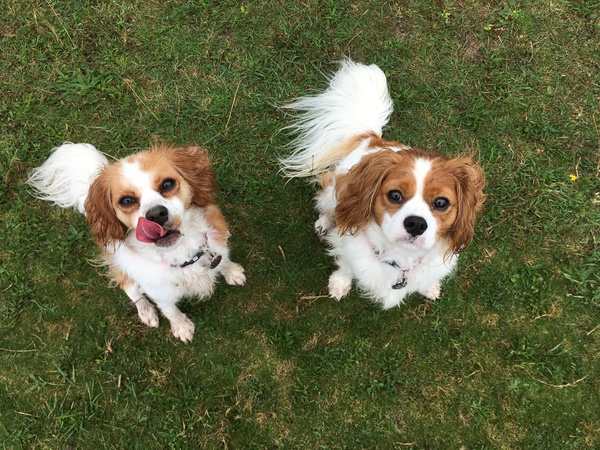 Cavachon/ cavalier