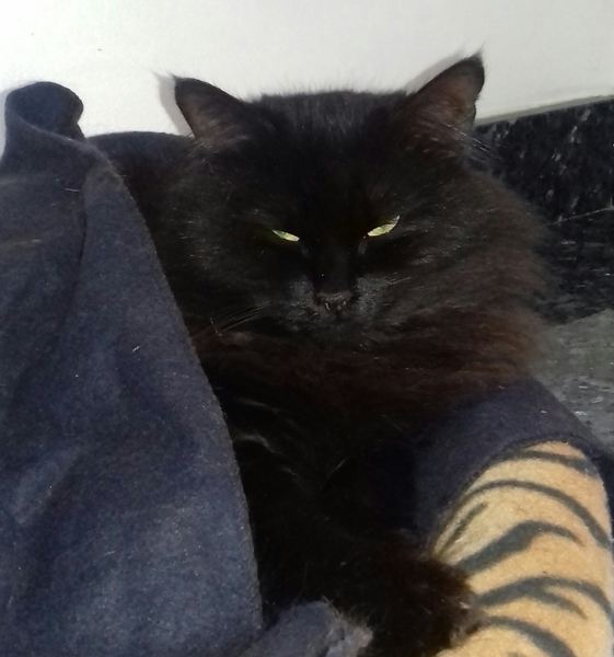 What's your DCat up to today? Episode 6, Return of the... Cats?
