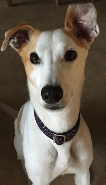 Do you want to share pics of your dog(s)?