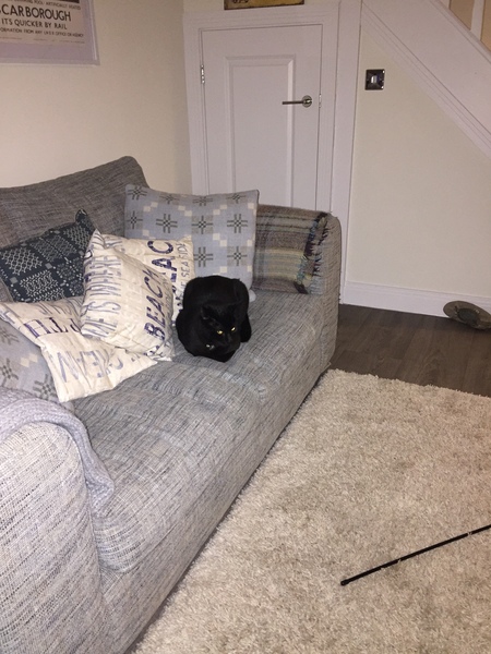 Cats still catting away part 5