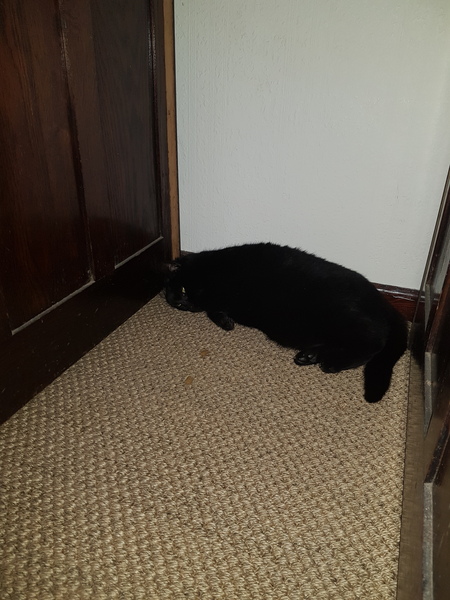 What to do about neighbourhood bully cat