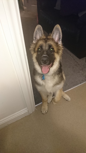 Do you want to share pics of your dog(s)?