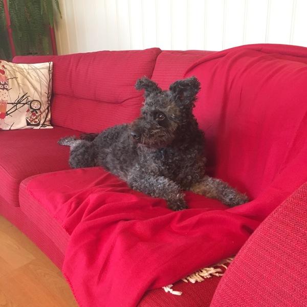 New dog - barking