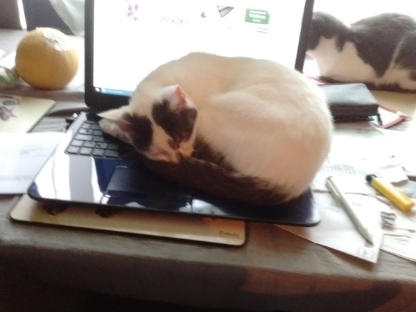 Dead cats and verification