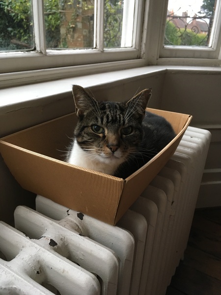 To have put the heat on today so the cats can cuddle up to the radiator??