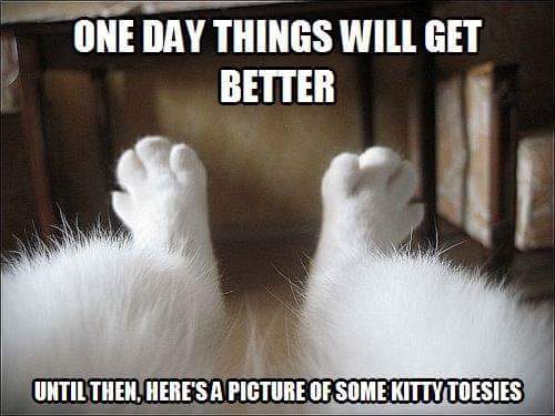 Westminstenders: Sucking up to the 'enemy'