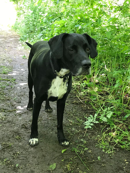 Do you want to share pics of your dog(s)?