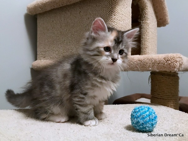 How on earth did you name your cat?