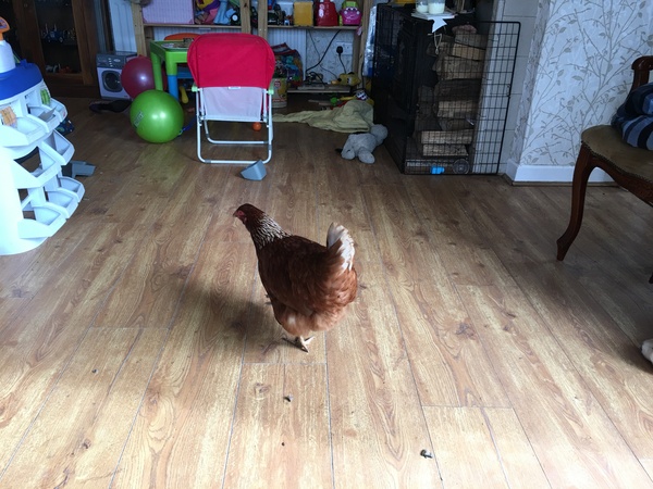 Your rescue animal story