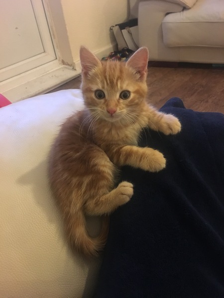 How old is my kitten?