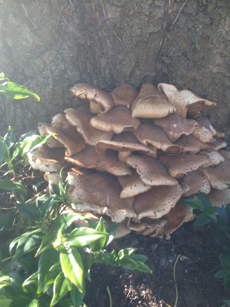 Fungus at base of tree