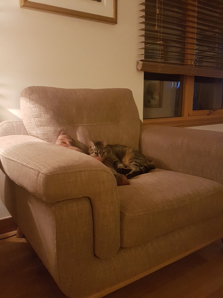 Cats still catting away part 5