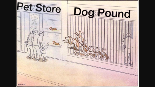 Paying £100's for mongrels