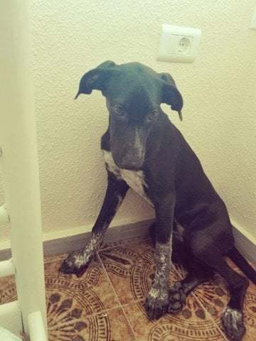 New Foster Dog!